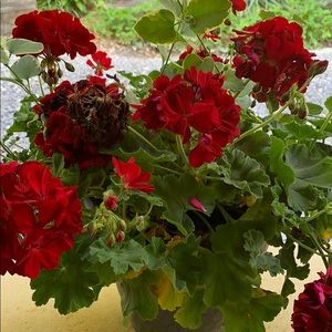 Meet your Posher, Alexa